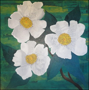 Cherokee Rose